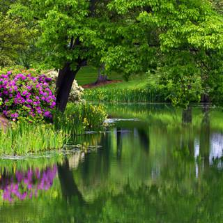 Nature summer desktop wallpaper