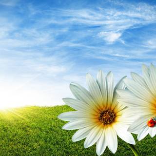 Nature summer desktop wallpaper