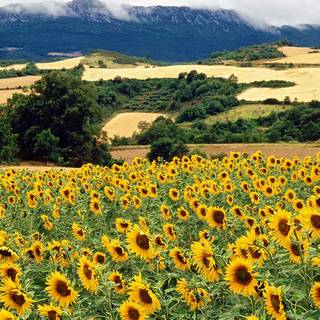 Nature summer desktop wallpaper