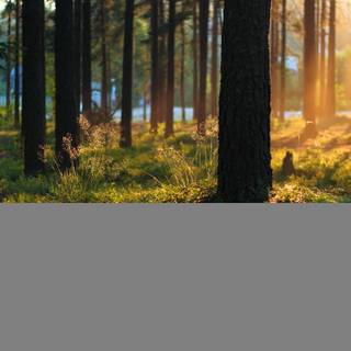 Summer nature desktop wallpaper