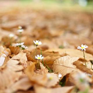 Pastel flowers autumn wallpaper