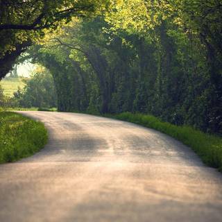 Summer nature desktop wallpaper