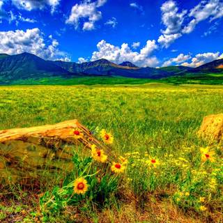 Summer nature desktop wallpaper