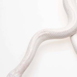 White snake iPhone wallpaper