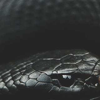 White snake iPhone wallpaper