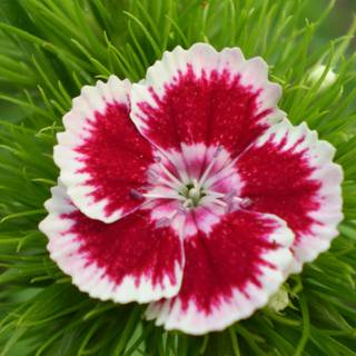 Dianthus wallpaper