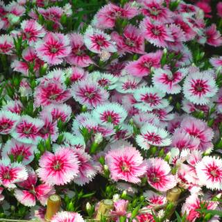 Dianthus wallpaper