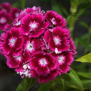 Dianthus wallpaper