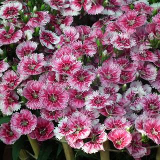 Dianthus wallpaper