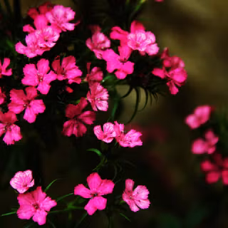 Dianthus wallpaper