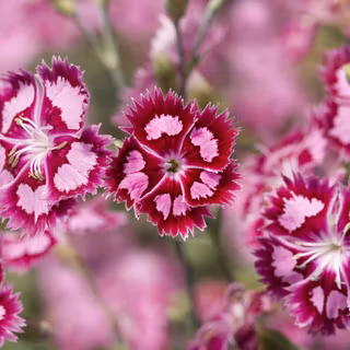 Dianthus wallpaper