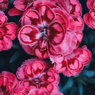 Dianthus wallpaper