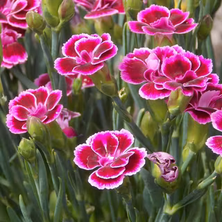 Dianthus wallpaper