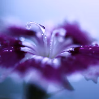 Dianthus wallpaper