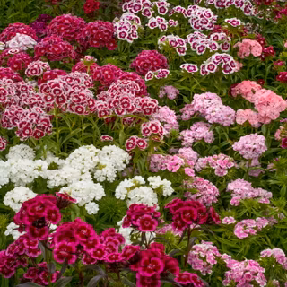 Dianthus wallpaper