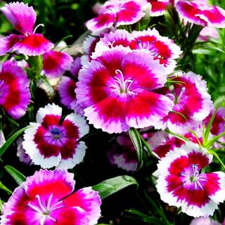 Dianthus wallpaper