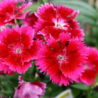 Dianthus wallpaper