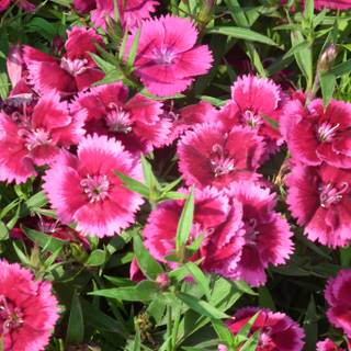 Dianthus wallpaper