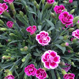 Dianthus wallpaper