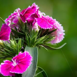 Dianthus wallpaper