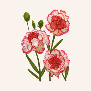 Dianthus wallpaper