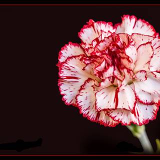 Dianthus wallpaper