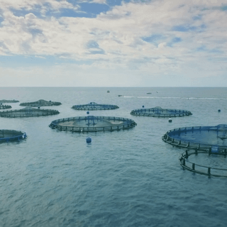 Fish farm wallpaper