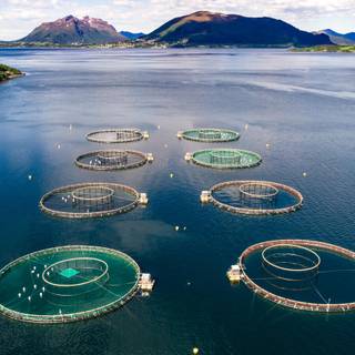 Fish farm wallpaper