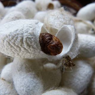 Silkworm wallpaper