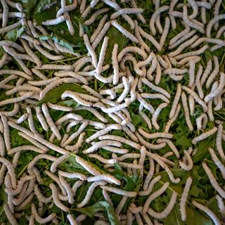 Silkworm wallpaper