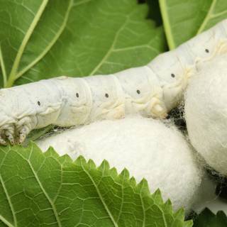 Silkworm wallpaper