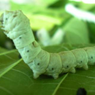 Silkworm wallpaper