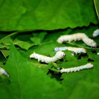 Silkworm wallpaper
