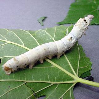 Silkworm wallpaper