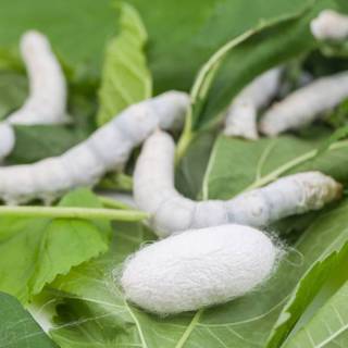 Silkworm wallpaper