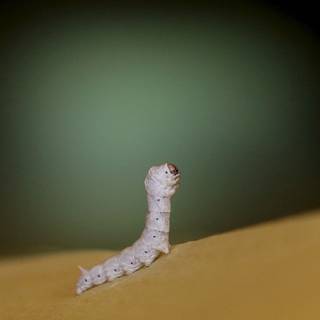 Silkworm wallpaper