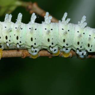 Silkworm wallpaper