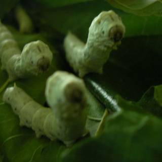 Silkworm wallpaper
