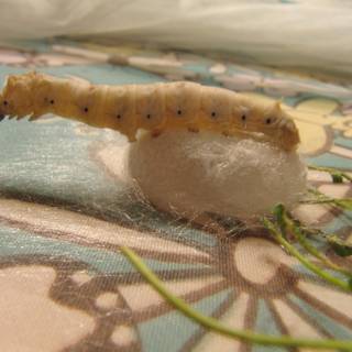Silkworm wallpaper