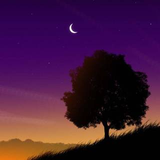 Chill nature wallpaper