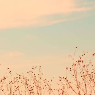 Flower aesthetic desktop wallpaper