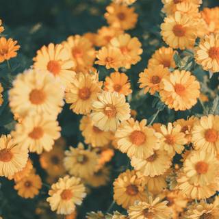 Flower aesthetic desktop wallpaper