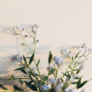 Flower aesthetic desktop wallpaper