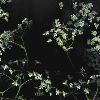 Flower aesthetic desktop wallpaper