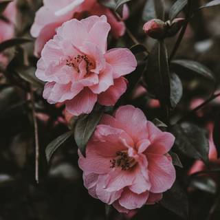 Flower aesthetic desktop wallpaper