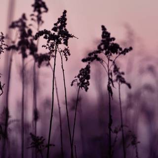 Flower aesthetic desktop wallpaper