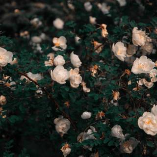 Flower aesthetic desktop wallpaper