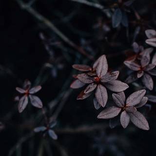 Flower aesthetic desktop wallpaper