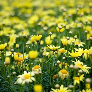 Flower aesthetic desktop wallpaper