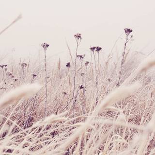 Flower aesthetic desktop wallpaper